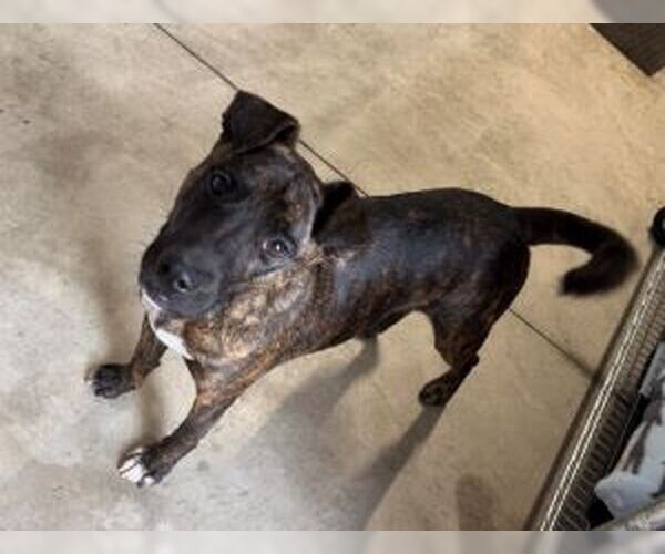 Medium Photo #9 Mutt Puppy For Sale in Sistersville, WV, USA