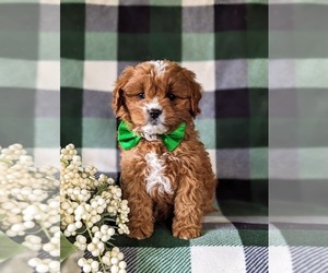 Cavapoo Puppy for sale in NEW PROVIDENCE, PA, USA