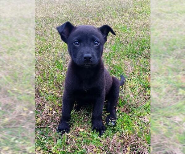 Medium Photo #1 German Shepherd Dog-Unknown Mix Puppy For Sale in Conroe, TX, USA
