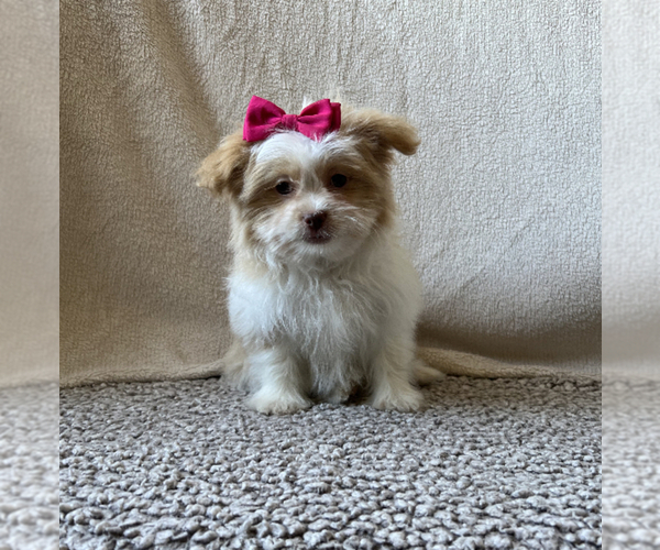 Medium Photo #1 Shiranian Puppy For Sale in CALLAO, MO, USA