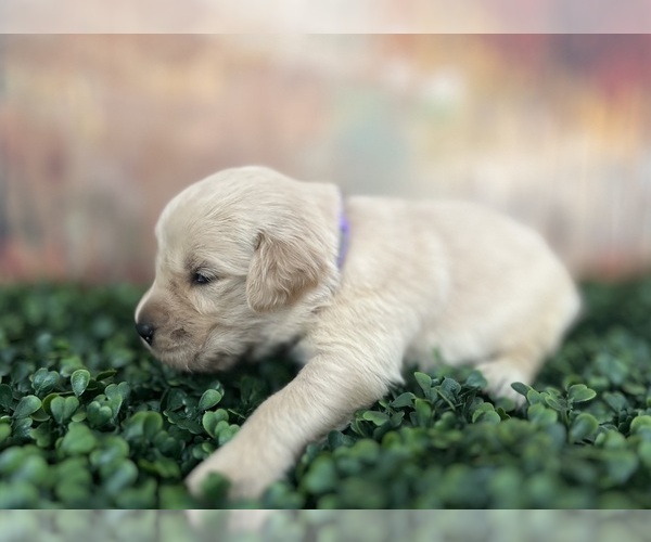 Medium Photo #6 Golden Retriever Puppy For Sale in DETROIT, MI, USA