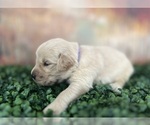 Small Photo #6 Golden Retriever Puppy For Sale in DETROIT, MI, USA