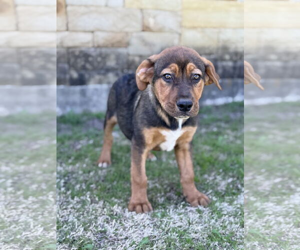 Medium Photo #1 Mutt Puppy For Sale in PIPE CREEK, TX, USA