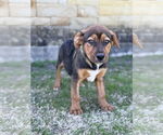 Small Mutt