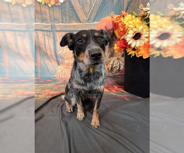 Medium Photo #1 Texas Heeler Puppy For Sale in Globe, AZ, USA