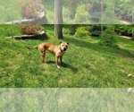 Small Photo #13 American Pit Bull Terrier-Unknown Mix Puppy For Sale in Spotsylvania, VA, USA