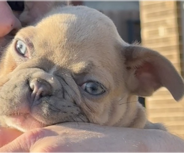 Medium Photo #4 French Bulldog Puppy For Sale in TEMPLE, TX, USA