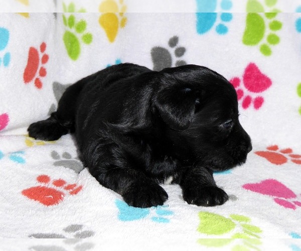 Medium Photo #6 Schnoodle (Miniature) Puppy For Sale in ORO VALLEY, AZ, USA