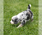 Small Photo #6 Bernedoodle Puppy For Sale in FREDERICKSBURG, OH, USA
