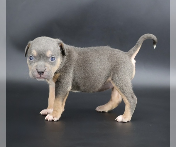 Medium Photo #2 American Bully Puppy For Sale in CHAMPAIGN, IL, USA