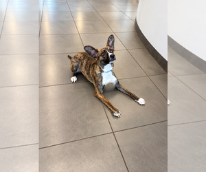 Pandora - Female Cardigan Welsh Corgi-Holland Shepherd Mix Dog for Adoption - Photo #3