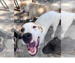 Small Photo #3 Coonhound-Great Pyrenees Mix Puppy For Sale in Tracy City, TN, USA