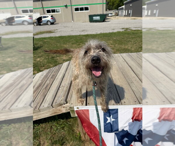 Medium Photo #4 Mutt Puppy For Sale in Pierceton , IN, USA