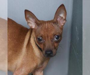Chihuahua-Unknown Mix Dogs for adoption in San Antonio, TX, USA