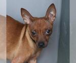 Small Chihuahua Mix