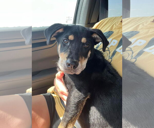 Medium Photo #4 Rottweiler-Unknown Mix Puppy For Sale in MIDWAY, UT, USA