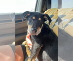 Small #3 Rottweiler Mix