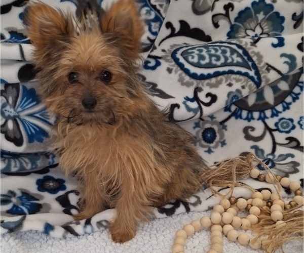 Medium Photo #3 Yoranian Puppy For Sale in ELKTON, KY, USA