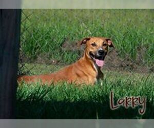 Mutt Dogs for adoption in Livingston , LA, USA