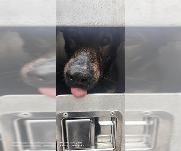 Medium Photo #1 German Shepherd Dog-Unknown Mix Puppy For Sale in San Antonio, TX, USA