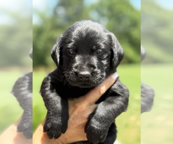 Medium Photo #14 Labrador Retriever Puppy For Sale in ELIZABETH, WV, USA