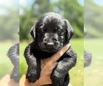 Small #13 Labrador Retriever