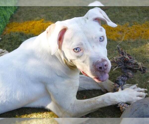 Medium Photo #1 American Pit Bull Terrier-Pointer Mix Puppy For Sale in Tallahassee, FL, USA