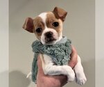 Small Chihuahua Mix
