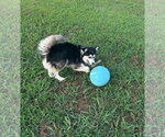 Small #1 Pomsky
