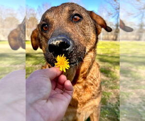 German Shepherd Dog-Unknown Mix Dogs for adoption in Alexander, AR, USA