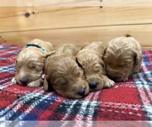 Goldendoodle Puppy for sale in WILLIAMSTOWN, KY, USA