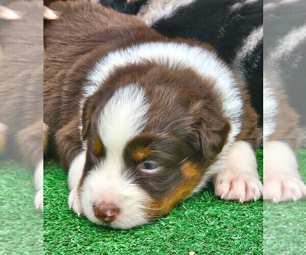 Medium Photo #16 Australian Shepherd Puppy For Sale in NELSON, VA, USA