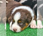 Small #15 Australian Shepherd