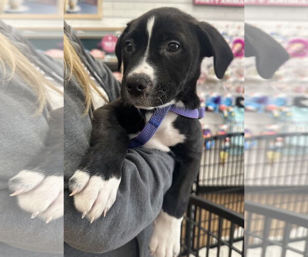 Medium Photo #1 American Pit Bull Terrier-Labrador Retriever Mix Puppy For Sale in Clarkston, MI, USA