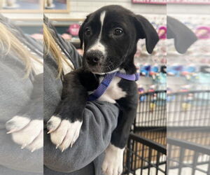 American Pit Bull Terrier-Labrador Retriever Mix Dogs for adoption in Clarkston, MI, USA