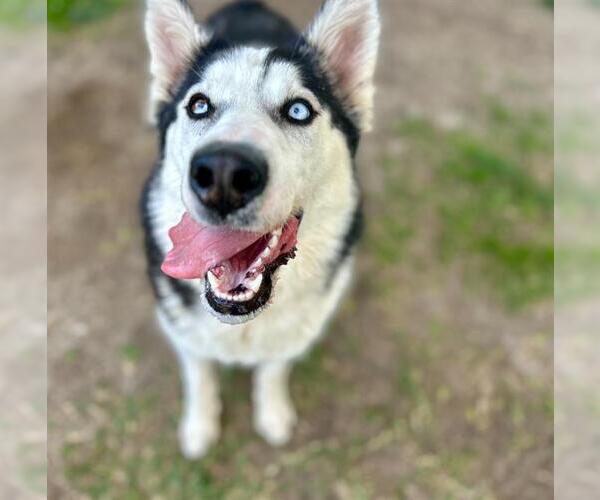 Medium Photo #2 Siberian Husky Puppy For Sale in Riverside, CA, USA
