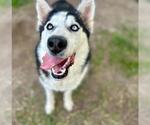 Small #1 Siberian Husky