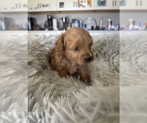 Maltipoo-Poodle (Toy) Mix Puppy for sale in MARICOPA, AZ, USA