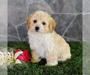 Maltipoo Puppy for Sale in MILL HALL, Pennsylvania USA
