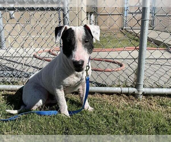 Medium Photo #1 Bull Terrier-Unknown Mix Puppy For Sale in Corpus Christi, TX, USA