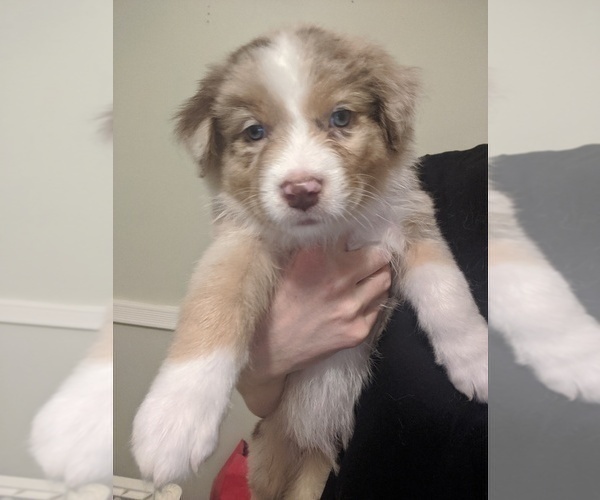 Full screen Photo #2 Australian Shepherd Puppy For Sale in STAFFORD, VA, USA