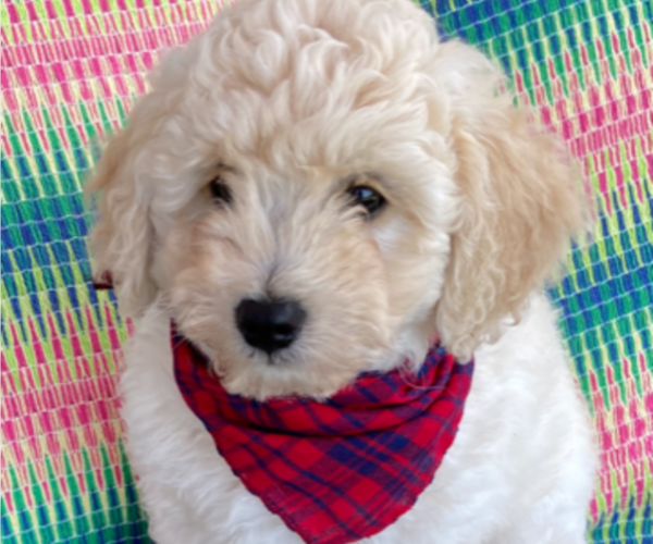 Medium Photo #5 F2 Aussiedoodle Puppy For Sale in PENSACOLA, FL, USA