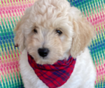 Small Photo #5 F2 Aussiedoodle Puppy For Sale in PENSACOLA, FL, USA