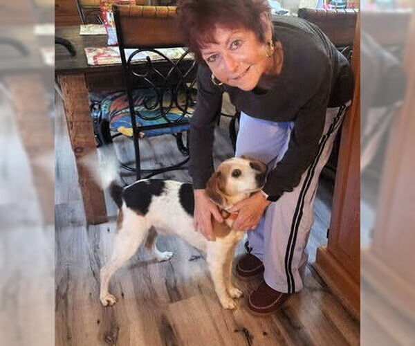 Medium Photo #2 Beagle-Unknown Mix Puppy For Sale in Hinton, WV, USA