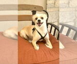 Small #3 Norwich Terrier Mix