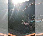 Small Photo #4 Chihuahua-Unknown Mix Puppy For Sale in Shillington, PA, USA