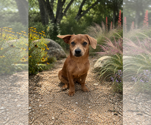 Medium Photo #1 Dachshund-Unknown Mix Puppy For Sale in PIPE CREEK, TX, USA