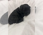 Small Photo #15 Cockapoo (Miniature) Puppy For Sale in BLUE MOUNTAIN, MS, USA