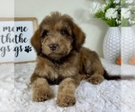 Small #2 Labradoodle