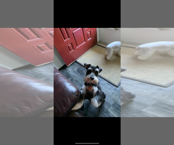 Medium Photo #1 Schnoodle (Miniature) Puppy For Sale in GRAND RIVERS, KY, USA